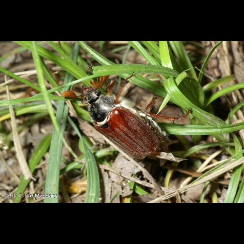 <i>Melolontha melolontha</i> (Linnaeus, 1758) © J.-C. de Massary