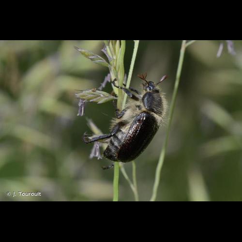 <i>Amphimallon atrum</i> (Herbst, 1790) © J. Touroult
