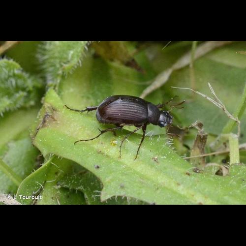 <i>Serica brunnea</i> (Linnaeus, 1758) &copy; J. Touroult