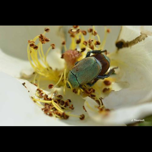 <i>Hoplia argentea</i> (Poda, 1761) © J. Touroult