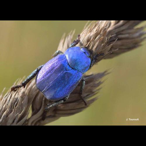 <i>Hoplia coerulea</i> (Drury, 1773) © J. Touroult