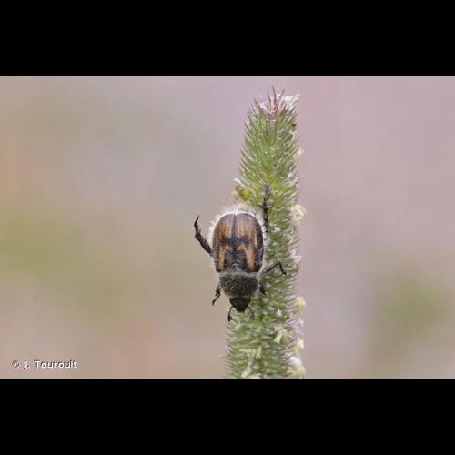 <i>Anisoplia villosa</i> (Goeze, 1777) © J. Touroult