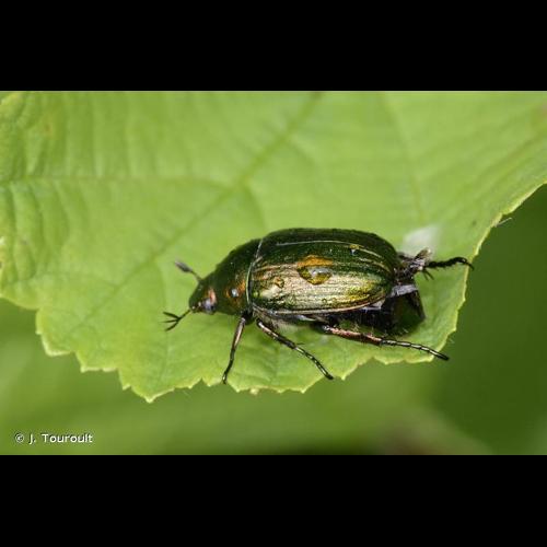 <i>Anomala dubia</i> (Scopoli, 1763) © J. Touroult