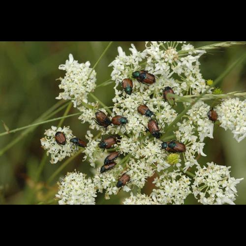 <i>Phyllopertha horticola</i> (Linnaeus, 1758) © J. Touroult