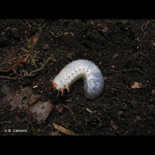 <i>Osmoderma eremita</i> (Scopoli, 1763) &copy; B. Calmont