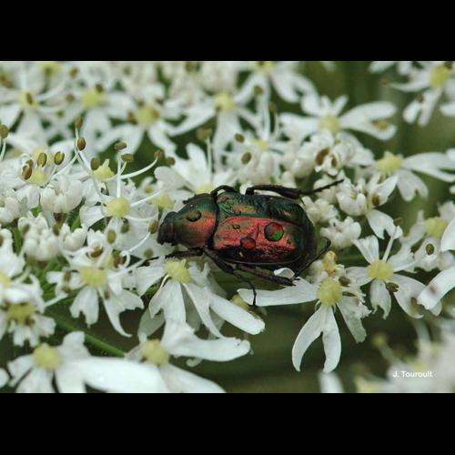 <i>Gnorimus nobilis</i> (Linnaeus, 1758) © J. Touroult