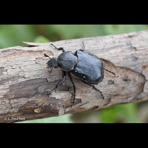 <i>Gnorimus variabilis</i> (Linnaeus, 1758) © J. Touroult