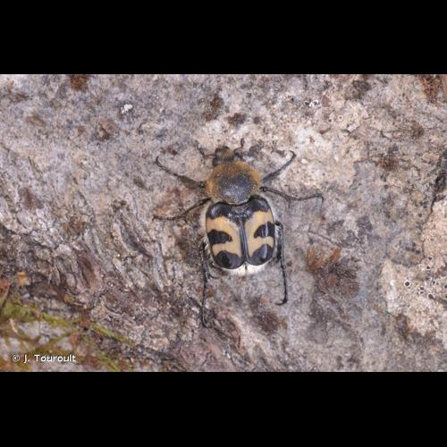 <i>Trichius fasciatus</i> (Linnaeus, 1758) © J. Touroult