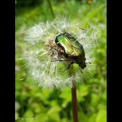 <i>Cetonia aurata</i> (Linnaeus, 1758) © L. Léonard