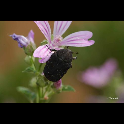 <i>Netocia morio</i> (Fabricius, 1781) © J. Touroult