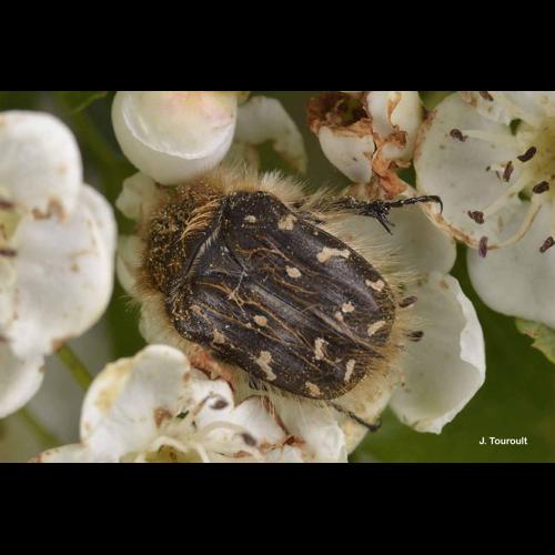 <i>Tropinota hirta</i> (Poda, 1761) © J. Touroult