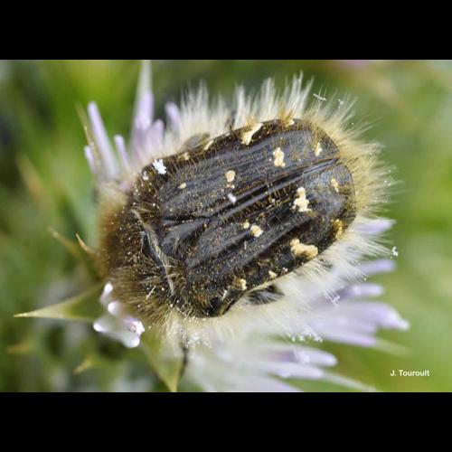 <i>Tropinota squalida</i> (Scopoli, 1763) © J. Touroult
