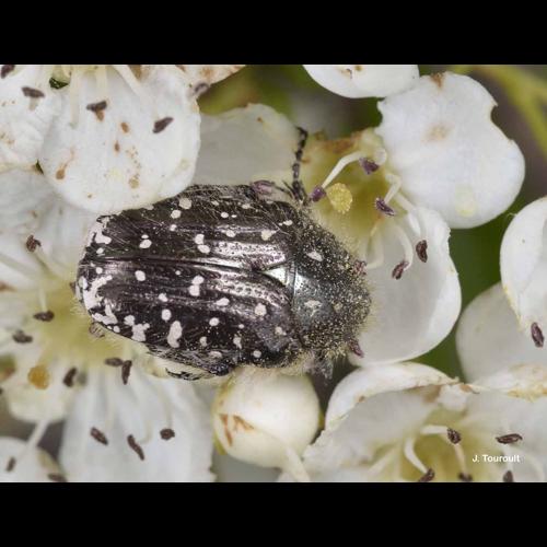 <i>Oxythyrea funesta</i> (Poda, 1761) &copy; J. Touroult