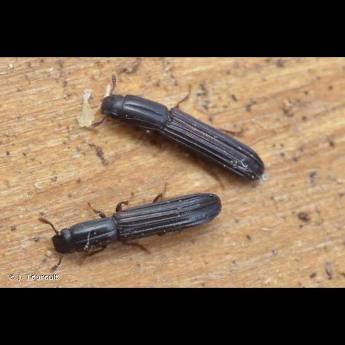 <i>Colydium elongatum</i> (Fabricius, 1787) © J. Touroult