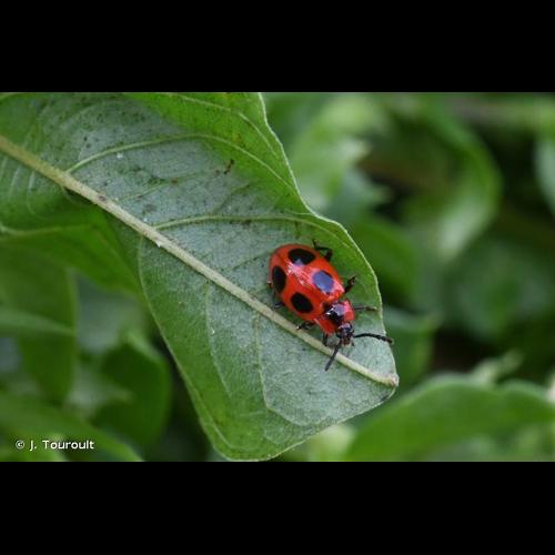 <i>Endomychus coccineus</i> (Linnaeus, 1758) © J. Touroult