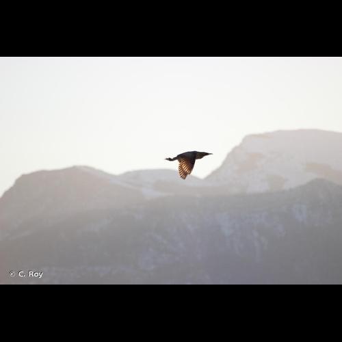 <i>Botaurus stellaris</i> (Linnaeus, 1758) © C. Roy