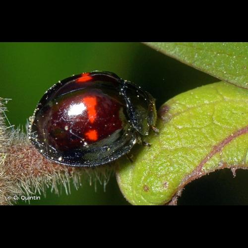 <i>Chilocorus bipustulatus</i> (Linnaeus, 1758) © C. Quintin