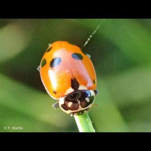 <i>Hippodamia variegata</i> (Goeze, 1777) © NULL