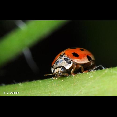 <i>Adalia decempunctata</i> (Linnaeus, 1758) © C. Quintin
