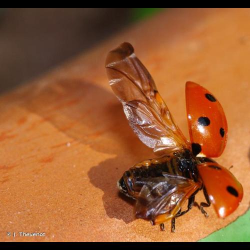 <i>Coccinella septempunctata</i> Linnaeus, 1758 © J. Thevenot