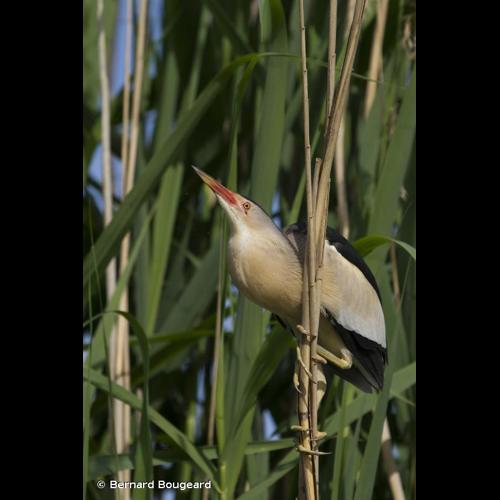 <i>Ixobrychus minutus</i> (Linnaeus, 1766) &copy; Bernard Bougeard