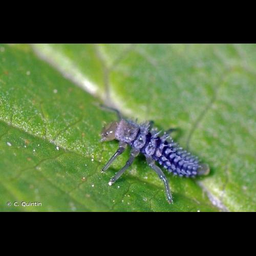 <i>Harmonia quadripunctata</i> (Pontoppidan, 1763) &copy; C. Quintin