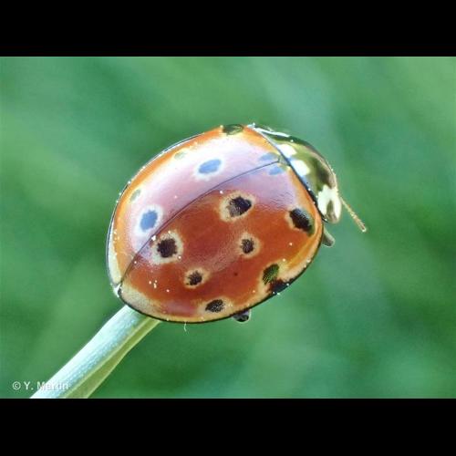 <i>Anatis ocellata</i> (Linnaeus, 1758) © NULL