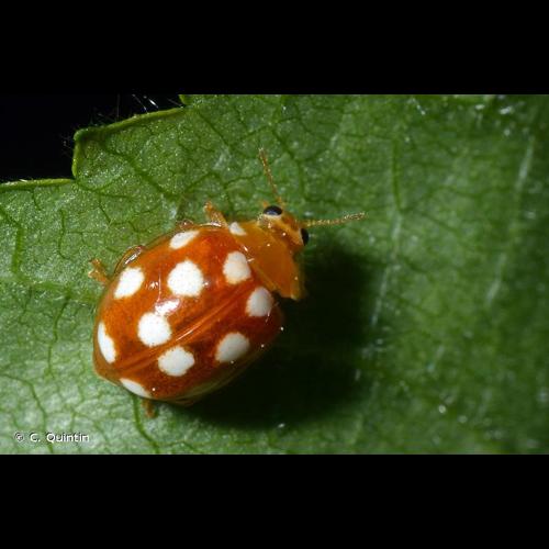 <i>Vibidia duodecimguttata</i> (Poda, 1761) &copy; C. Quintin