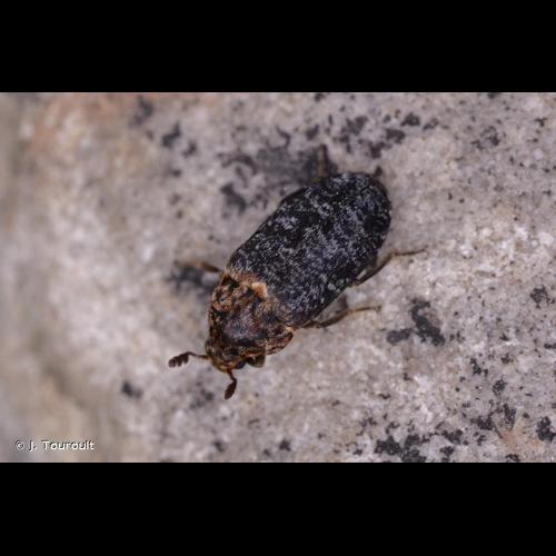 <i>Dermestes undulatus</i> Brahm, 1790 © J. Touroult