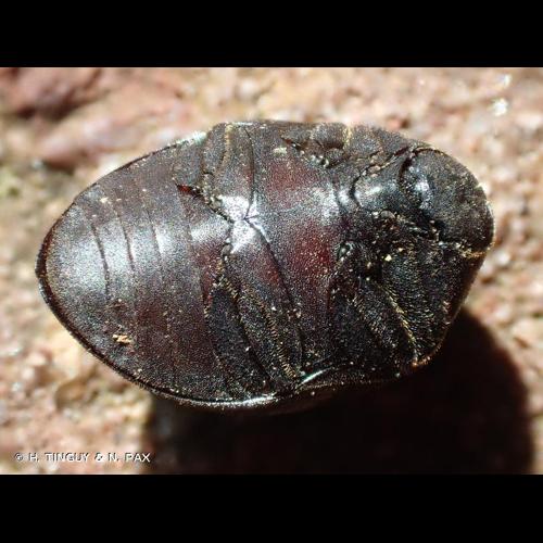 <i>Byrrhus pilula</i> (Linnaeus, 1758) © H. TINGUY & N. PAX