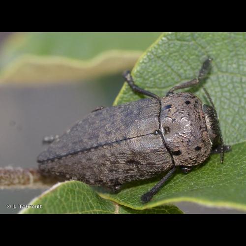 <i>Capnodis tenebricosa</i> (Olivier, 1790) &copy; J. Touroult