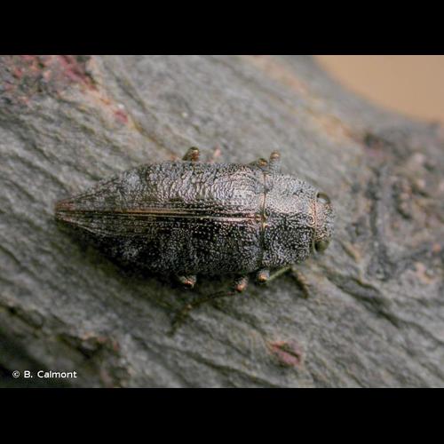 <i>Dicerca aenea</i> (Linnaeus, 1761) &copy; B. Calmont