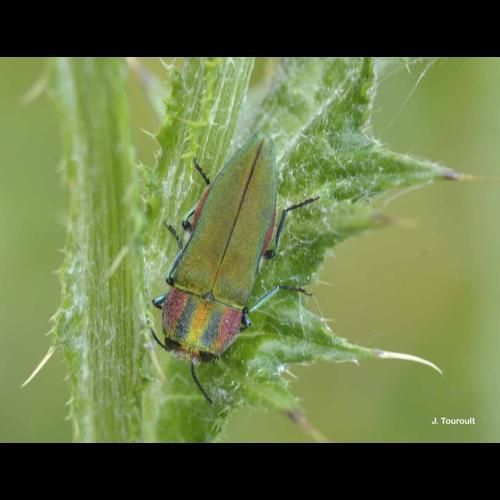 <i>Anthaxia hungarica</i> (Scopoli, 1772) © J. Touroult