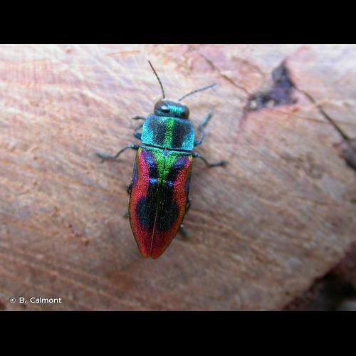 <i>Anthaxia candens</i> (Panzer, 1792) © B. Calmont