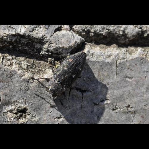 <i>Chrysobothris affinis</i> (Fabricius, 1794) &copy; J. Touroult