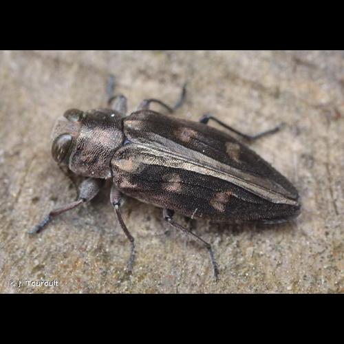 <i>Chrysobothris solieri</i> Gory & Laporte, 1837 &copy; J. Touroult