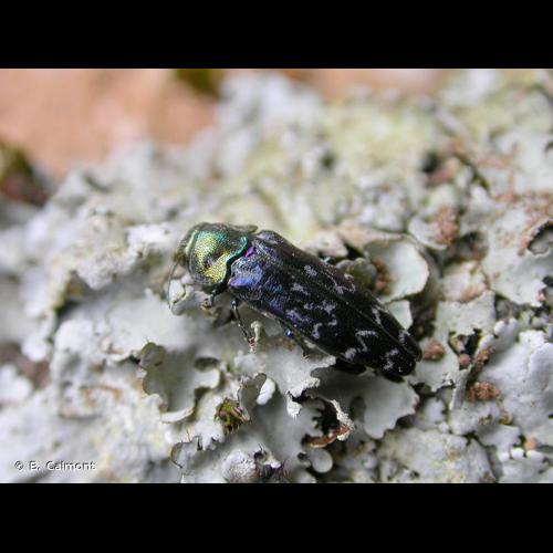 <i>Coraebus undatus</i> (Fabricius, 1787) © B. Calmont