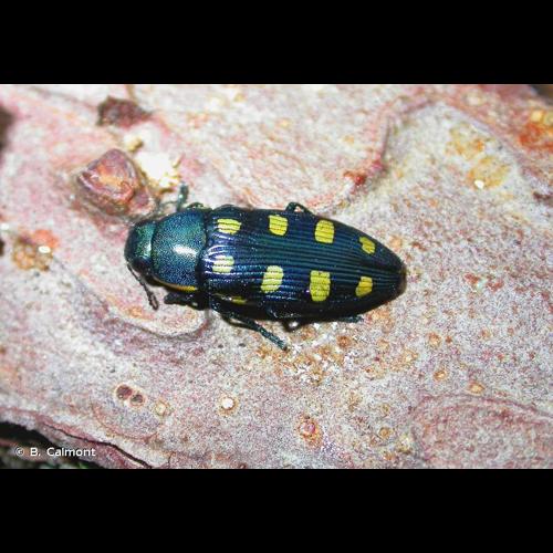 <i>Buprestis octoguttata</i> Linnaeus, 1758 © B. Calmont
