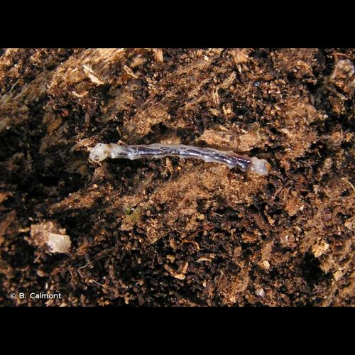 <i>Eucnemis capucina</i> Ahrens, 1812 © B. Calmont