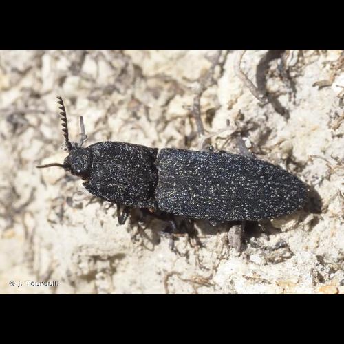 <i>Lacon punctatus</i> (Herbst, 1779) © J. Touroult