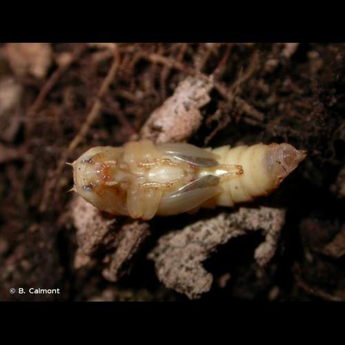 <i>Elater ferrugineus</i> Linnaeus, 1758 © B. Calmont
