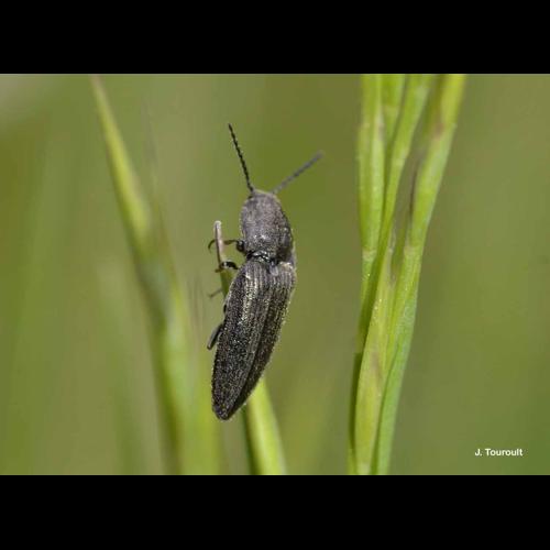 <i>Cidnopus pilosus</i> (Leske, 1785) © J. Touroult
