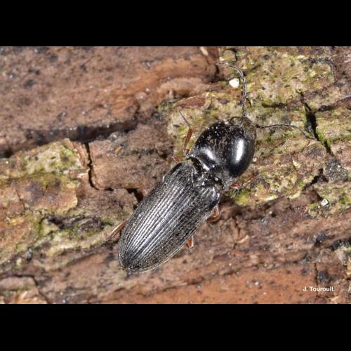 <i>Cardiophorus rufipes</i> (Goeze, 1777) © J. Touroult