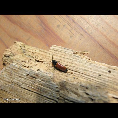 <i>Ampedus melanurus</i> Mulsant & Guillebeau, 1855 &copy; B. Calmont