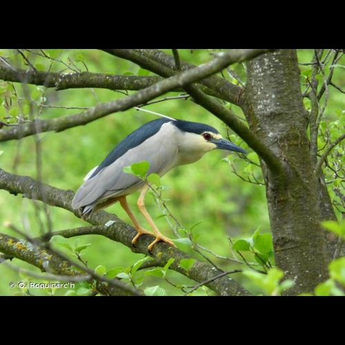 <i>Nycticorax nycticorax</i> (Linnaeus, 1758) © O. Roquinarc'h
