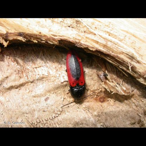 <i>Ampedus sanguinolentus</i> (Schrank, 1776) © B. Calmont