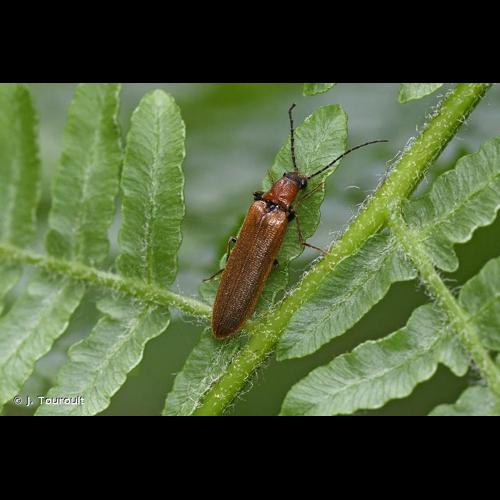 <i>Denticollis linearis</i> (Linnaeus, 1758) © J. Touroult