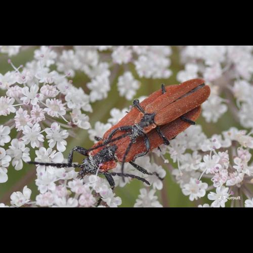 <i>Lygistopterus sanguineus</i> (Linnaeus, 1758) &copy; J. Touroult