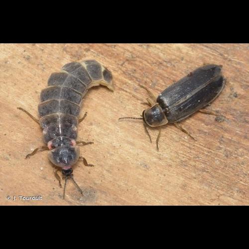 <i>Lampyris noctiluca</i> (Linnaeus, 1758) © J. Touroult