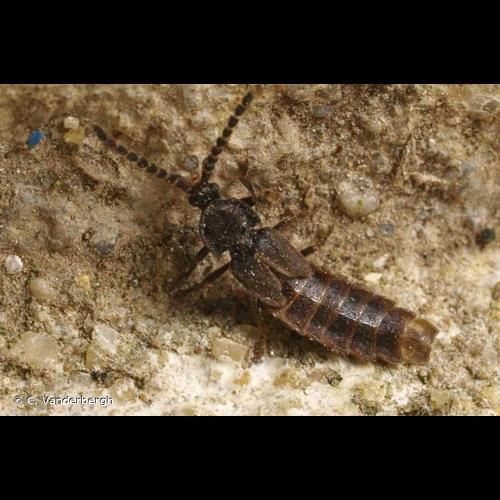 <i>Phosphaenus hemipterus</i> (Goeze, 1777) © C. Vanderbergh